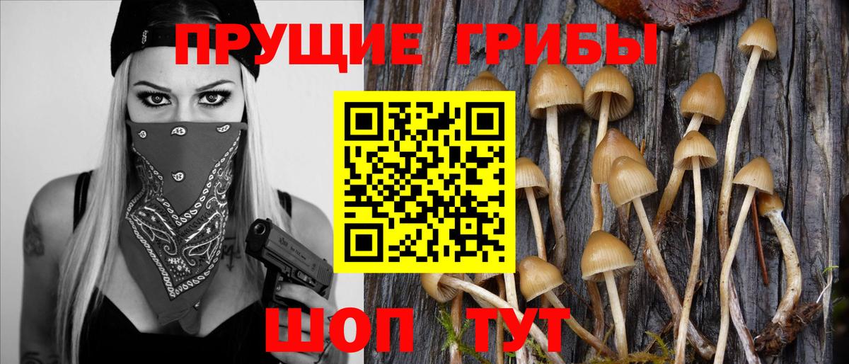наркошоп  Псилоцибиновые грибы Psilocybe  Вход с VPN  Сосновый Бор 